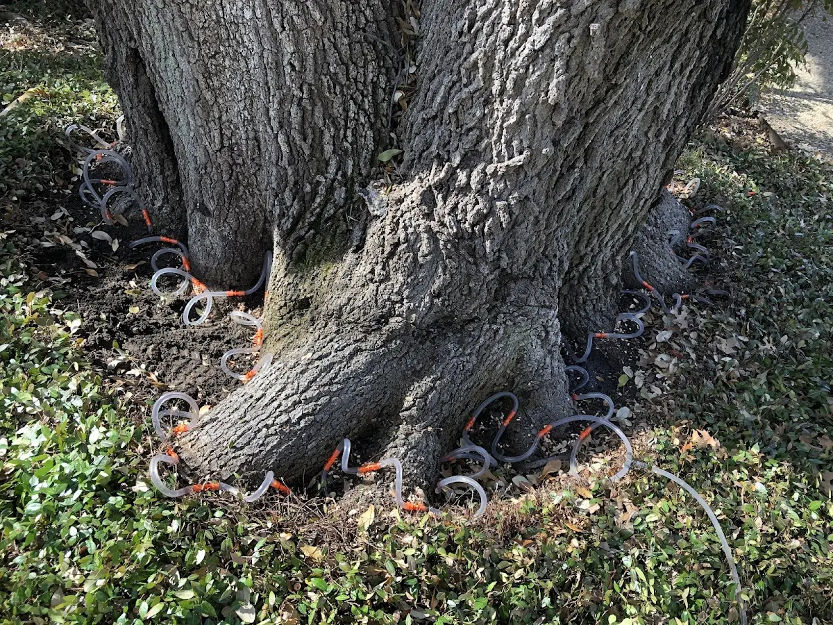 Detailed Tree Cabling and Bracing job site in Many