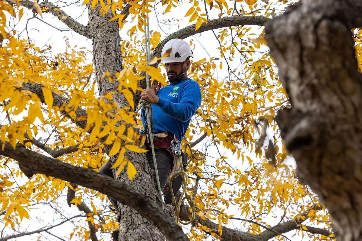 Skilled Tree Transplanting crew working in Many